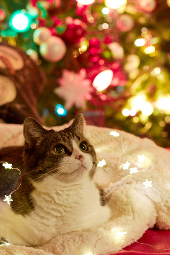 Picture of a cat in front of a christmas tree
